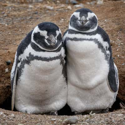 Isla Magdalena, Chile