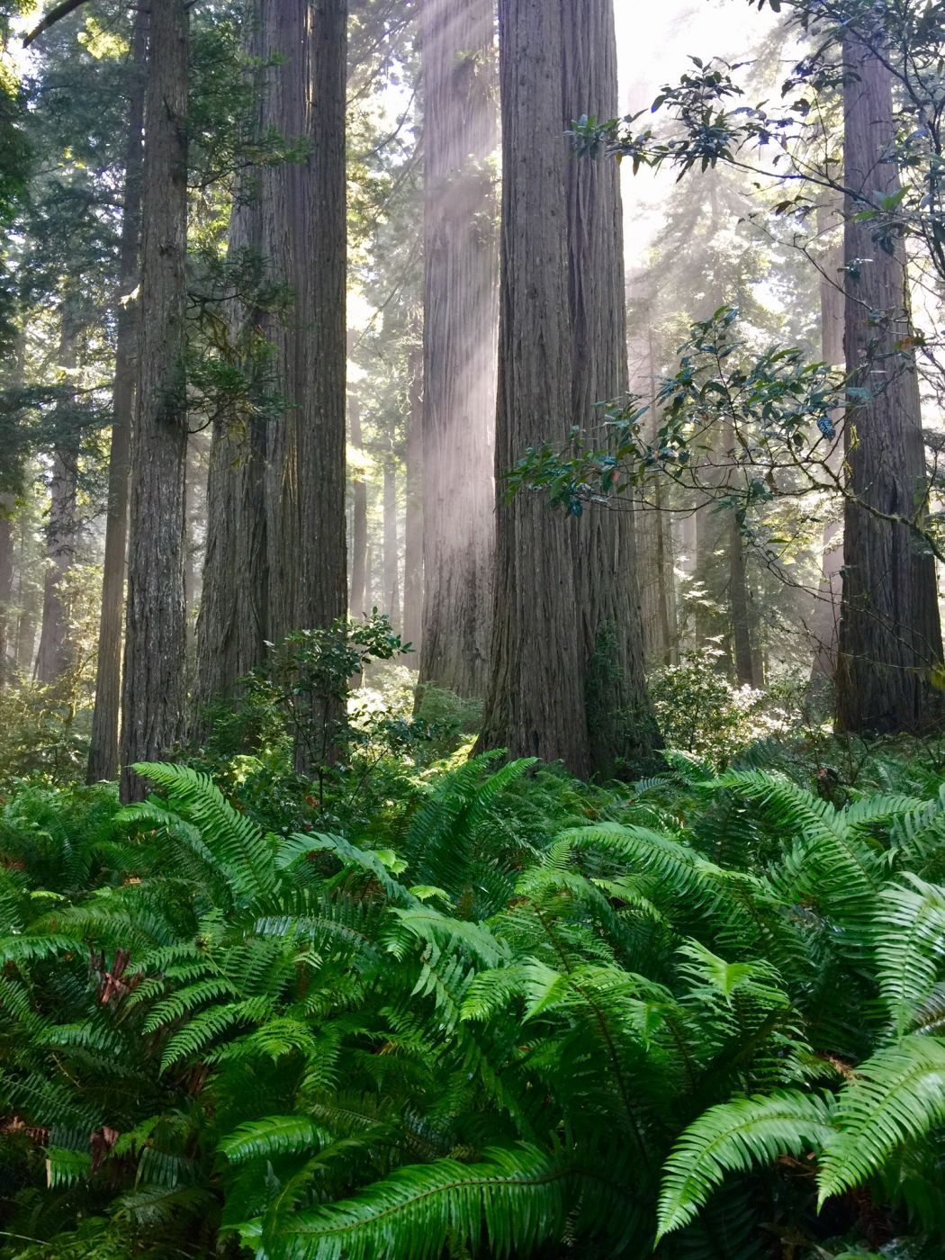 Lady Bird Johnson grove, USA