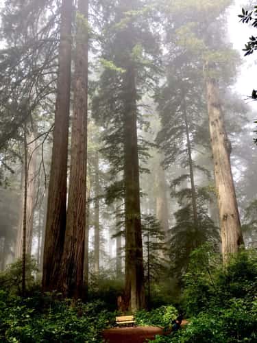 Lady Bird Johnson grove