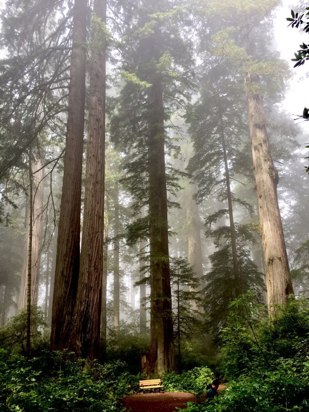 Lady Bird Johnson grove, USA