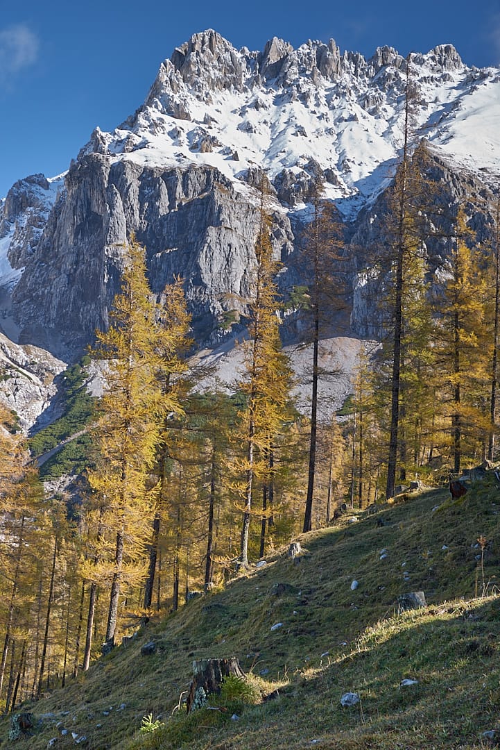 Larches glow in the fall, Austria