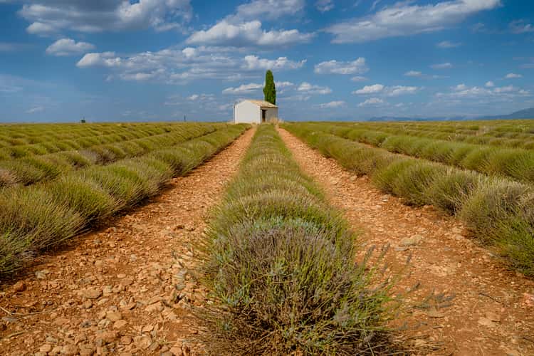 Lavender Fields Valensole
