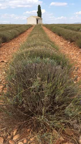 Lavender Fields Valensole