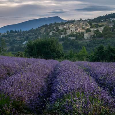 Lavender with the french village Aurel in the background, France