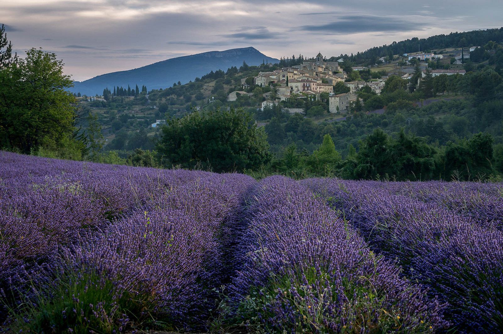 Lavender with the french village Aurel in the background, France