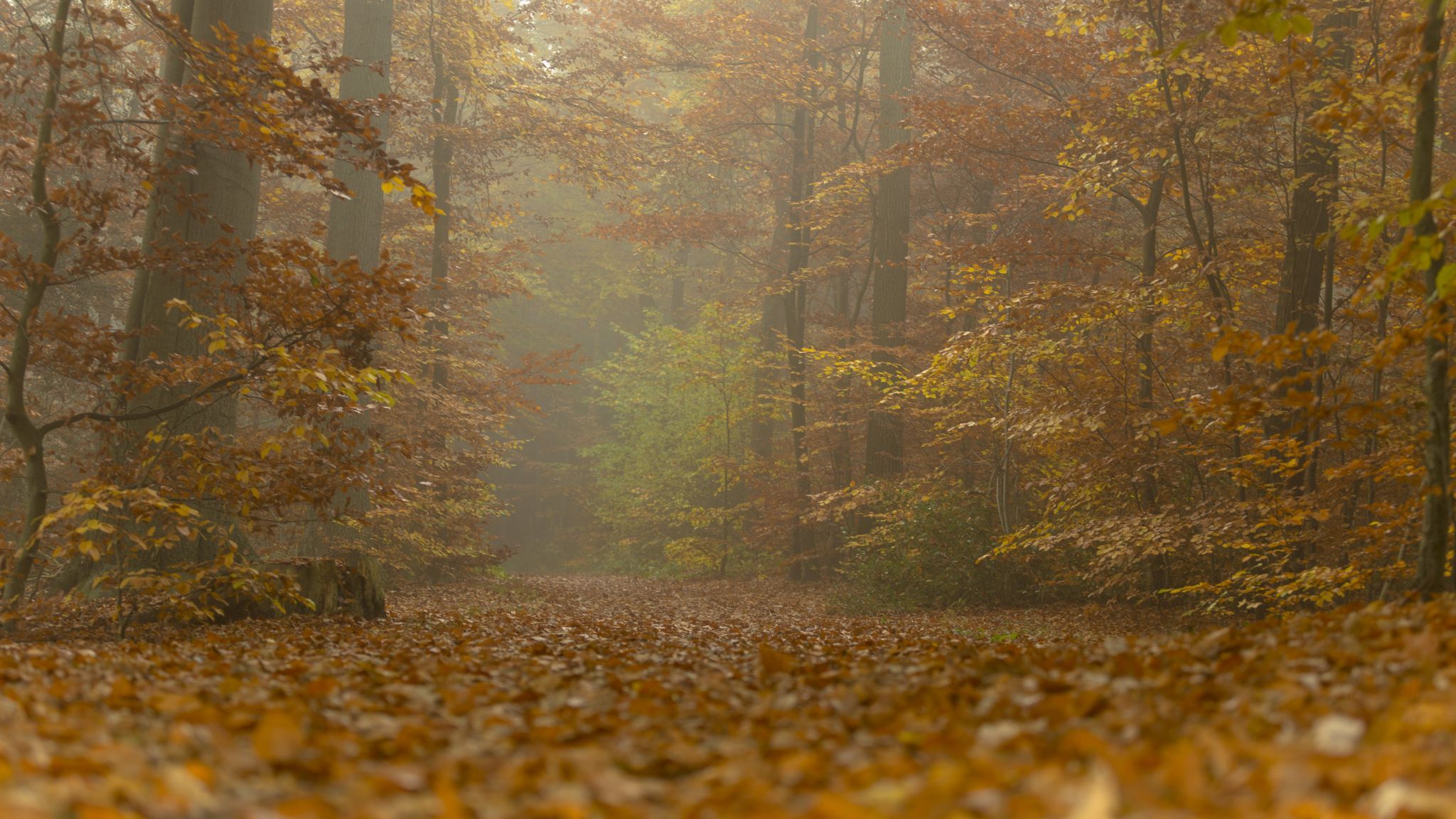 Lieth, Bad Fallingbostel, Germany