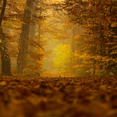 Lieth Wald, Bad Fallingbostel, Germany