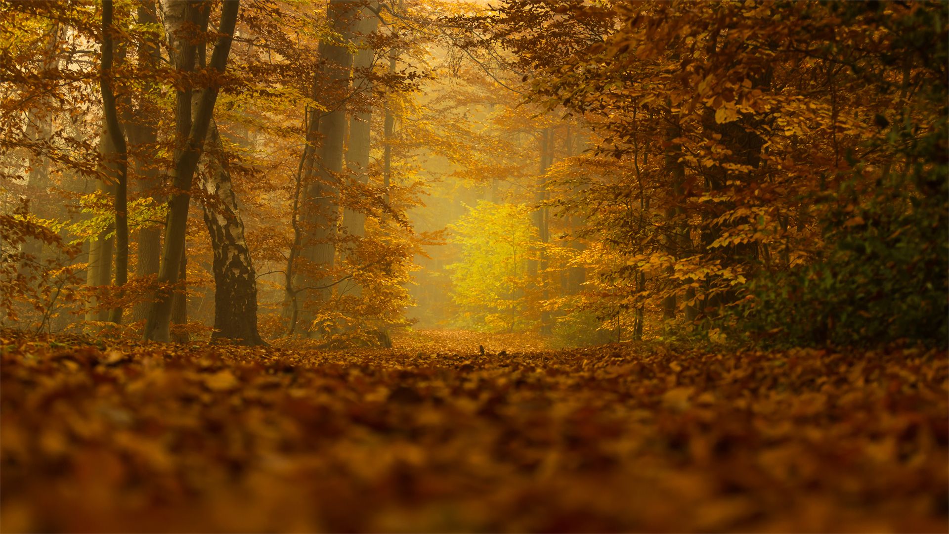 Lieth Wald, Bad Fallingbostel, Germany
