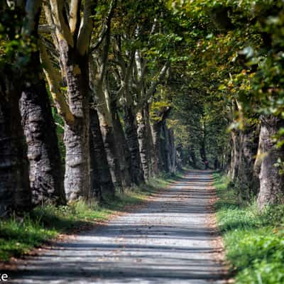 Mainauallee, Germany