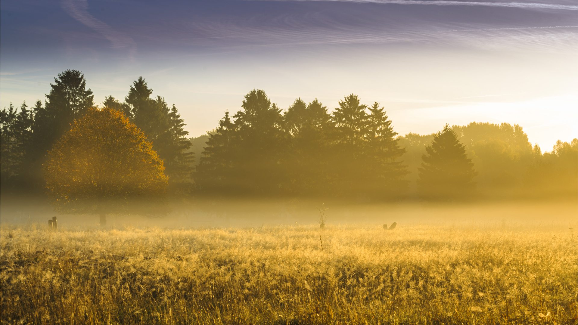 Misty morning, Germany