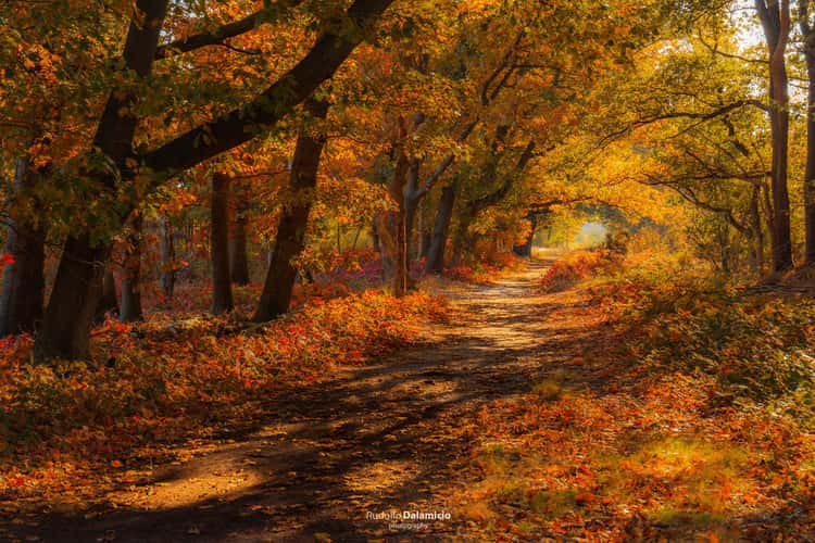 Nature Paints
