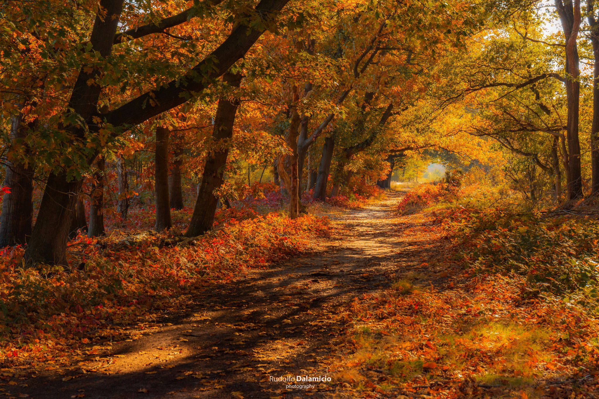 Nature Paints, Netherlands