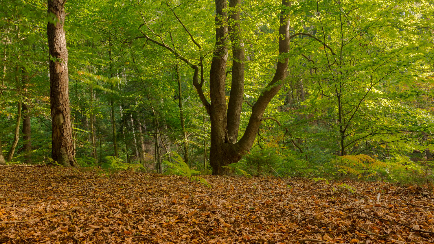 Next to the river Böhme in Bad Fallingbostel, Germany