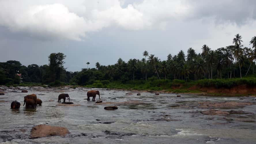 Pinnawala Elephant Orphanage