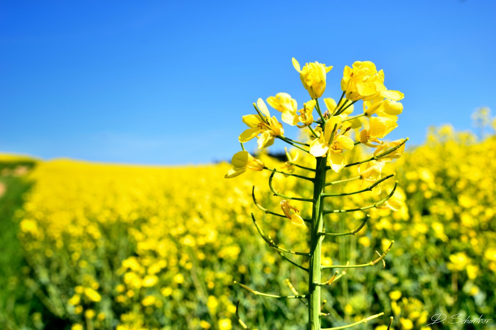 Rape field, Germany
