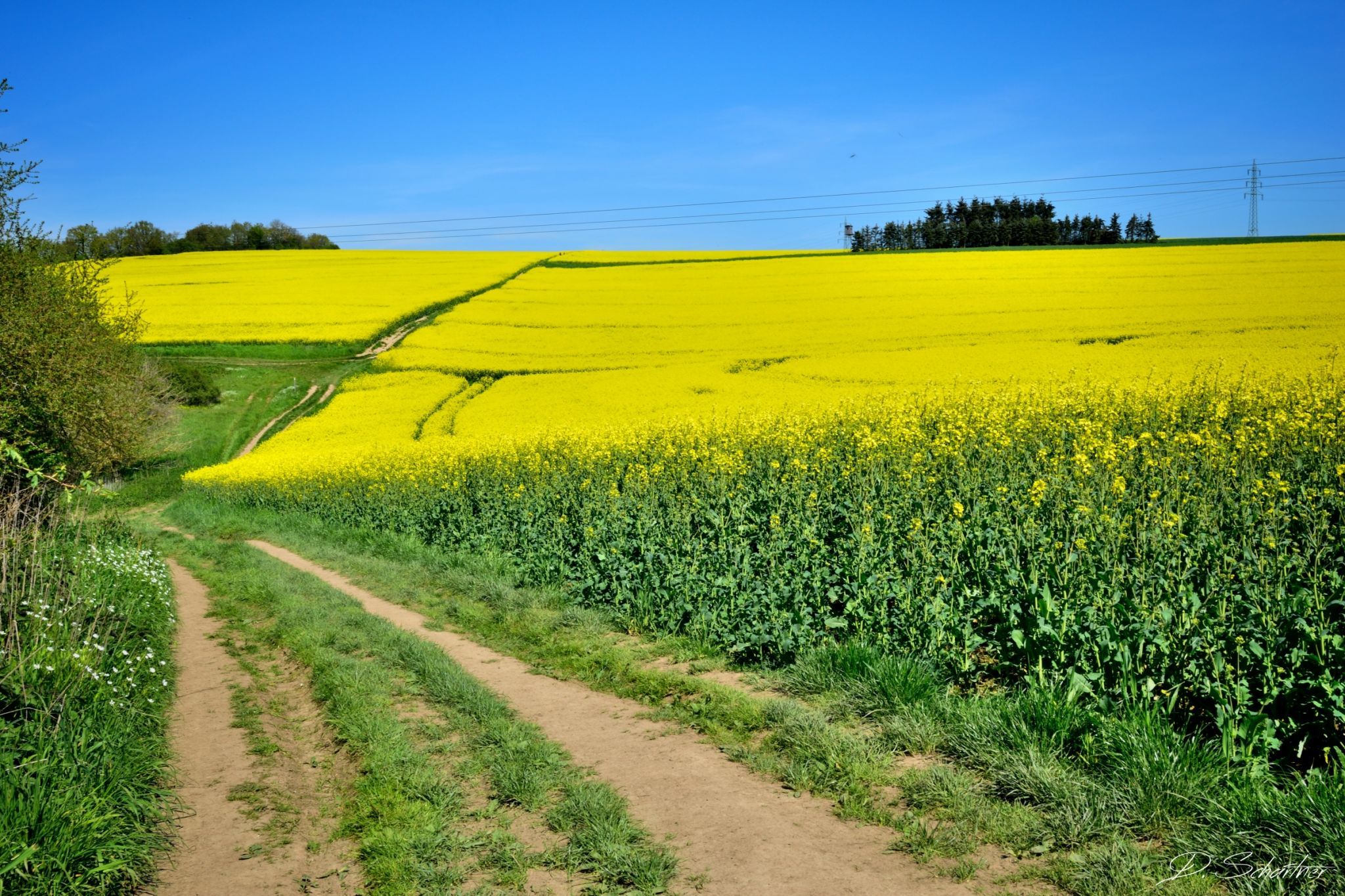 Rape field, Germany
