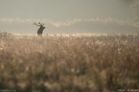 Red Deer spotting @ Weerterbos