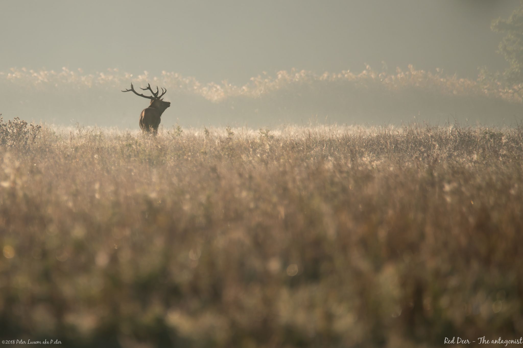 Red Deer spotting @ Weerterbos, Netherlands