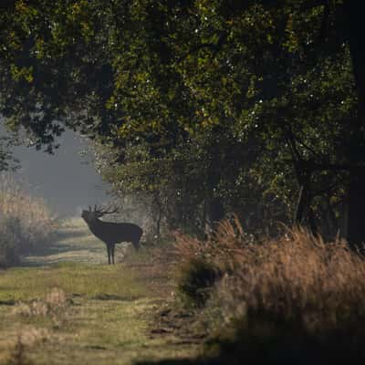 Red Deer spotting @ Weerterbos, Netherlands