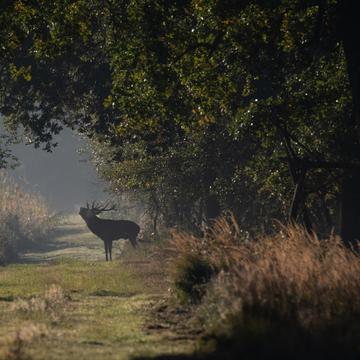 Red Deer spotting @ Weerterbos, Netherlands