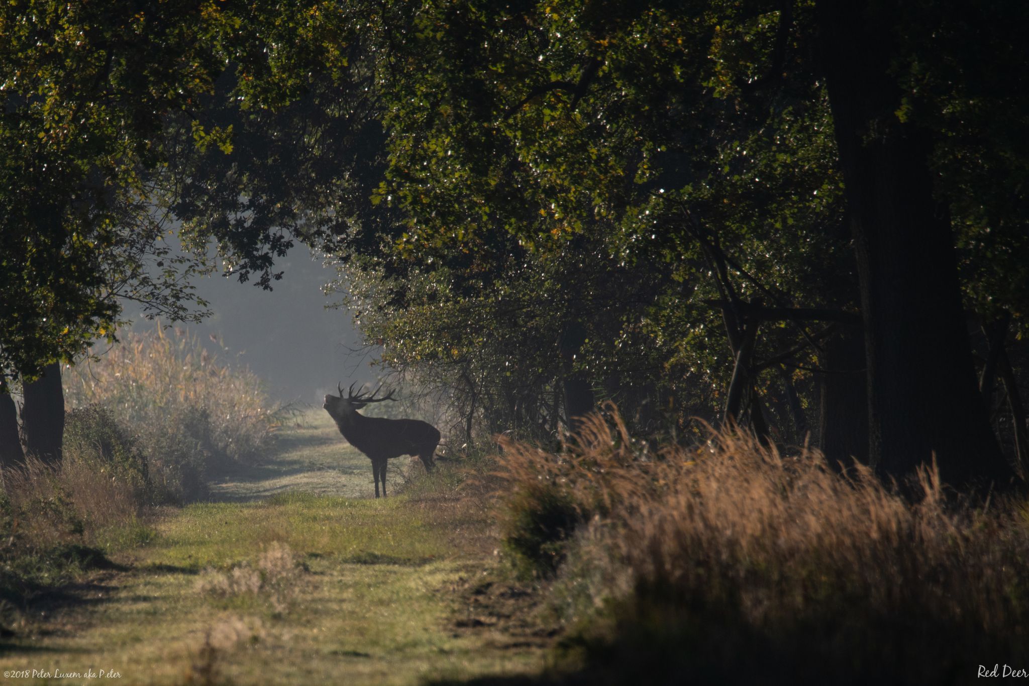 Red Deer spotting @ Weerterbos, Netherlands