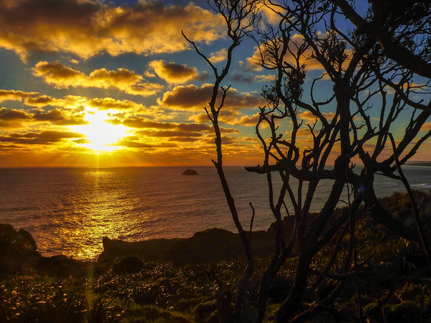 Te Henga Walkway, New Zealand