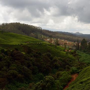 Tea fields, Sri Lanka