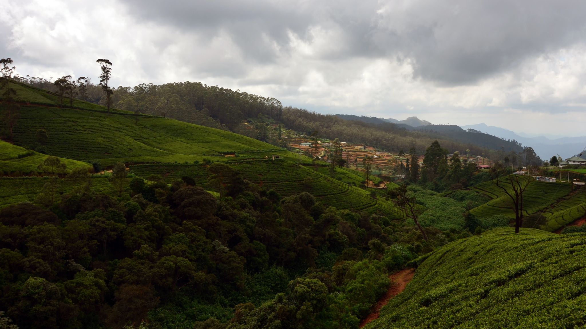 Tea fields, Sri Lanka