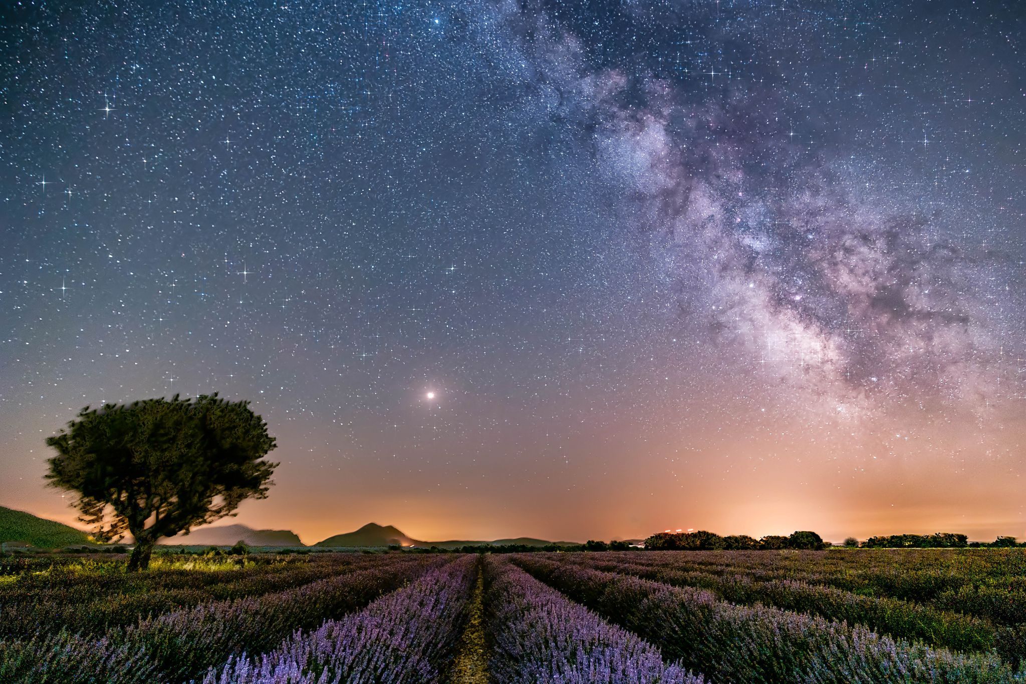 The tree at Valensole, France