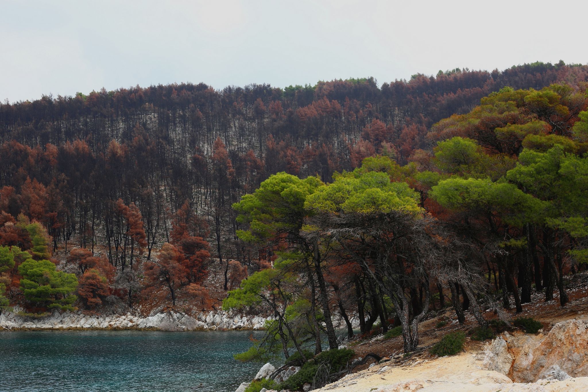 Three Pine Tree's, Greece