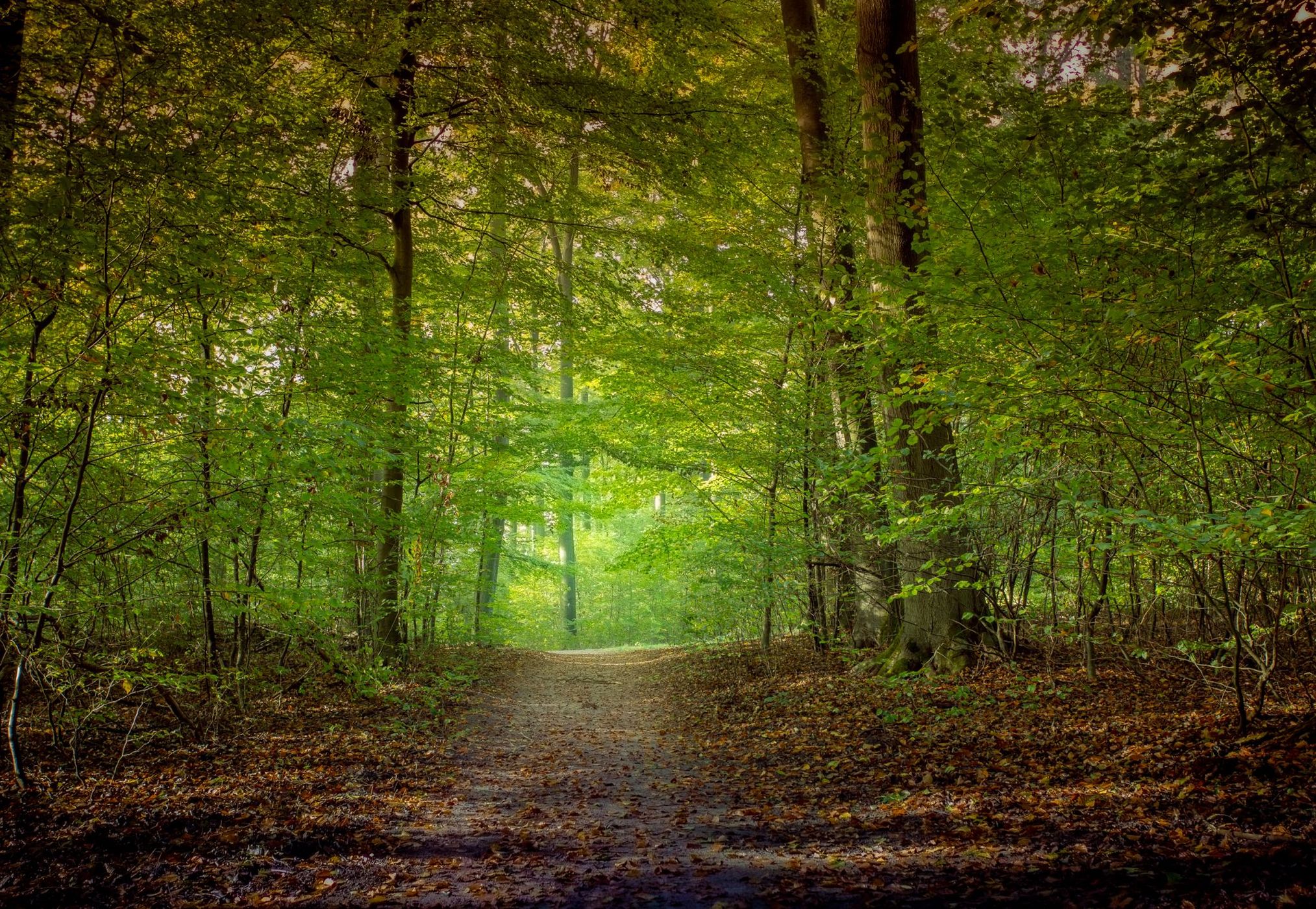 Woods Bad Falingbostel, Germany