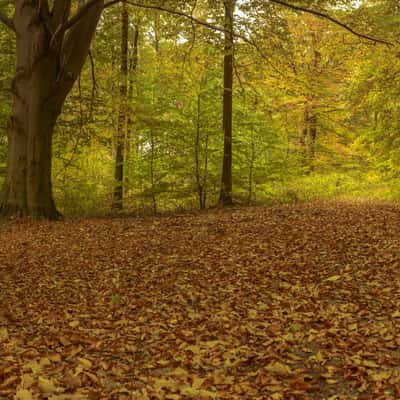 Woods, Oerbke, Germany