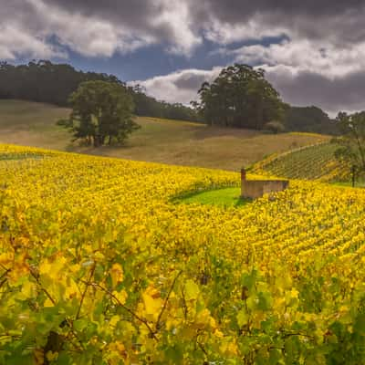 Adelaide Hills Autumn Scene, Australia