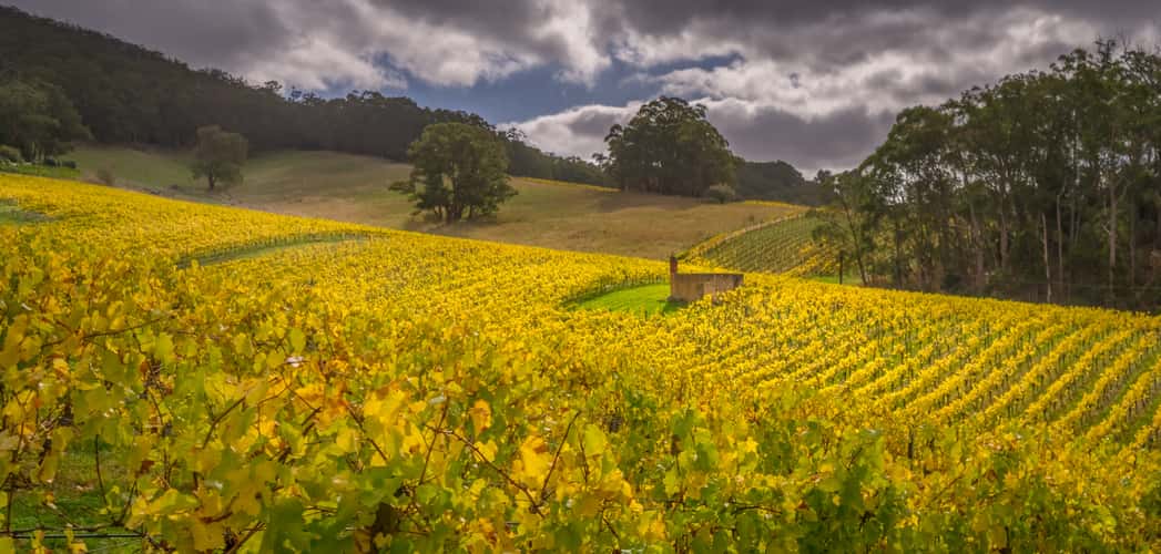 Adelaide Hills Autumn Scene
