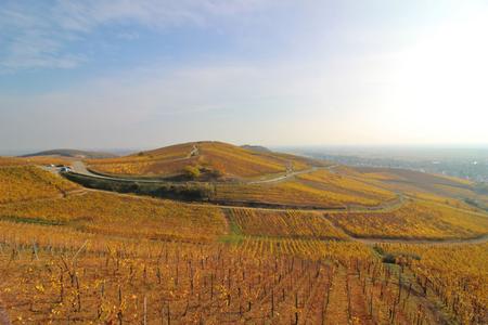 Autumn vineyards - Turckheim