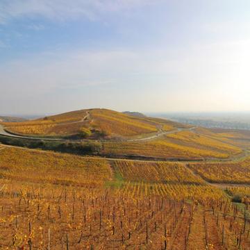 Autumn vineyards - Turckheim, France