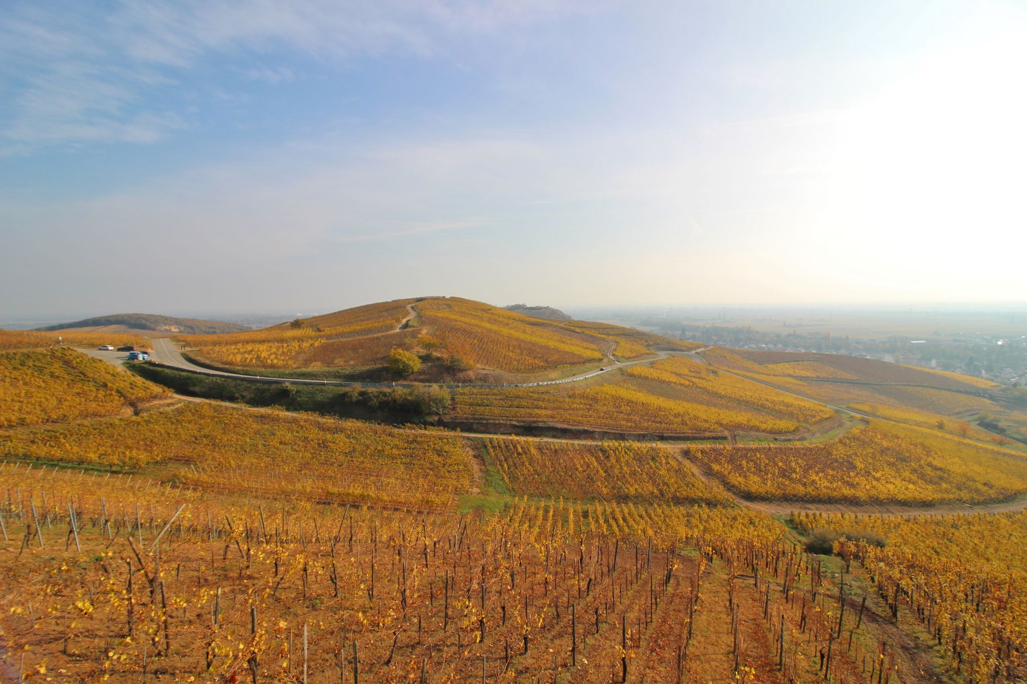Autumn vineyards - Turckheim, France