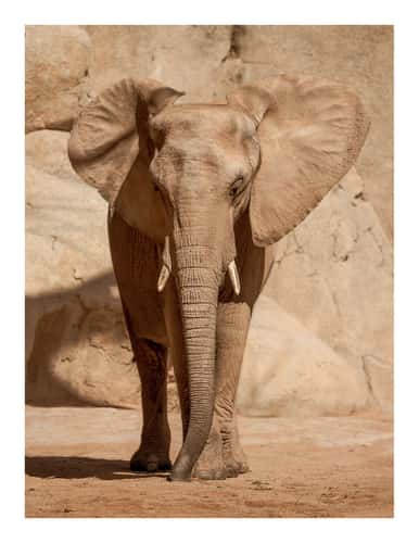 Bioparc Valencia