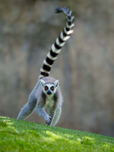 Bioparc Valencia