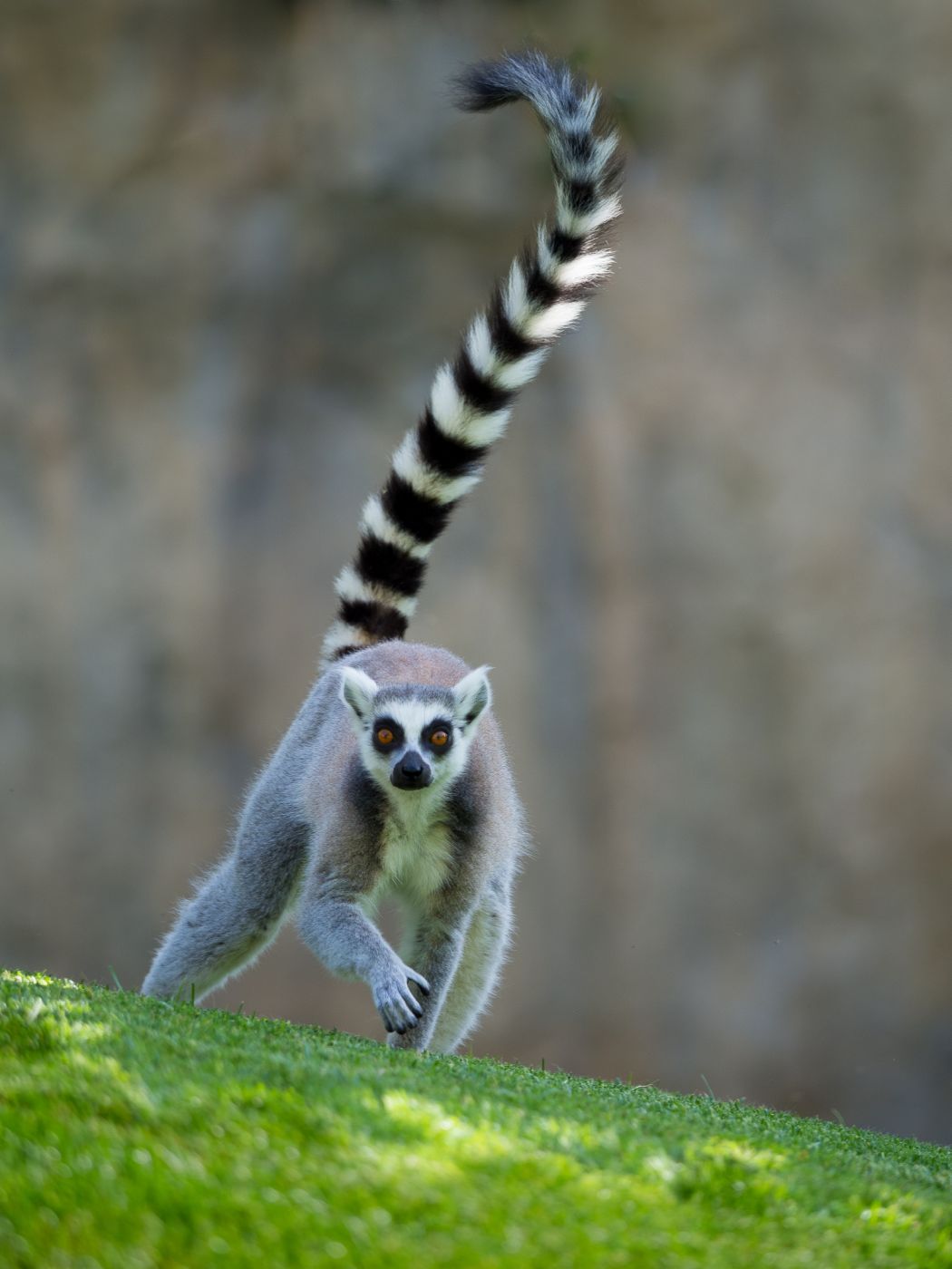 Bioparc Valencia, Spain
