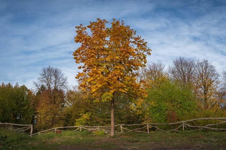 Rosenau Castle Ruin
