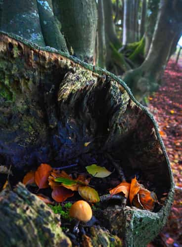 Devon in autumn