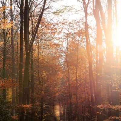 Fall Foliage, Germany