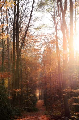 Fall Foliage