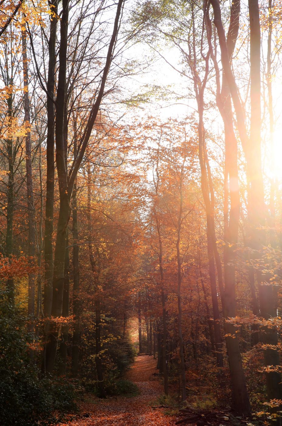 Fall Foliage, Germany