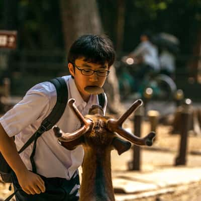 Feeding the deer Nara, Japan