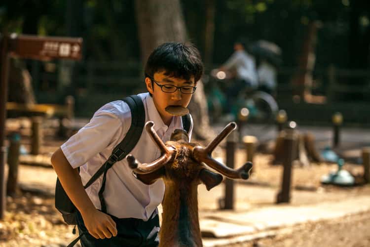 Feeding the deer Nara