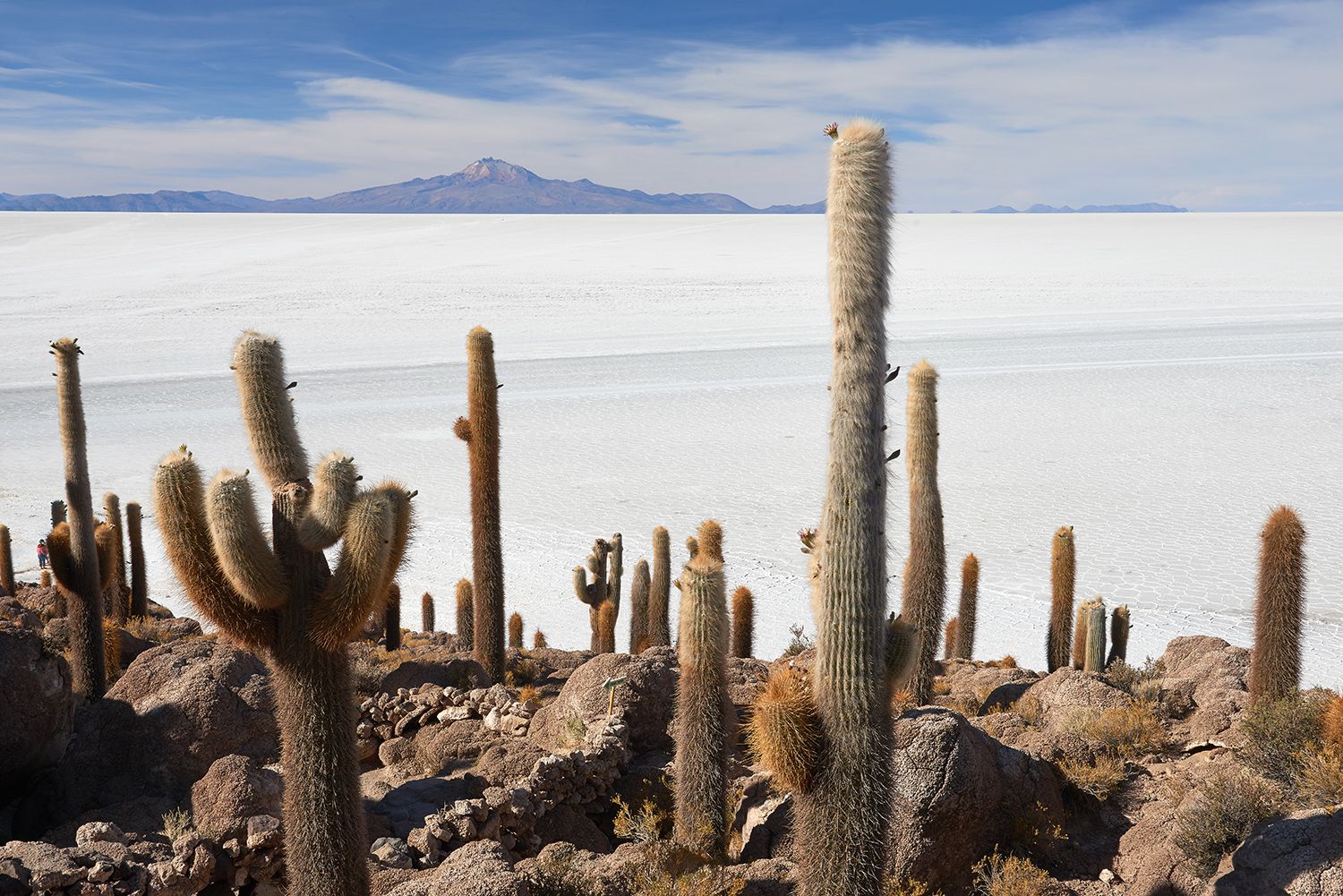 Isla Incahuasi, Bolivia