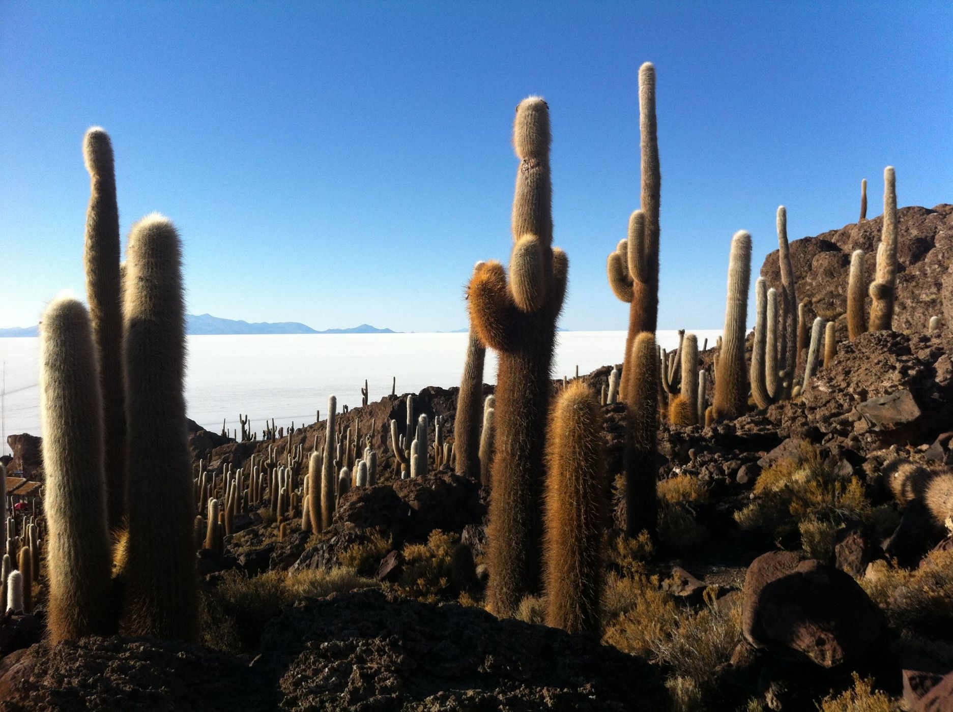 Isla Incahuasi, Bolivia