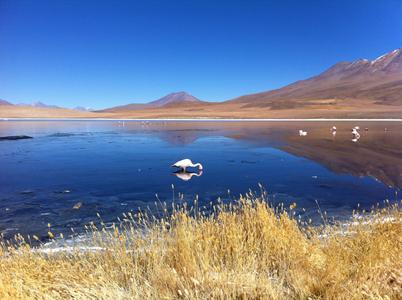 Laguna Canapa, Altiplano Bolivia